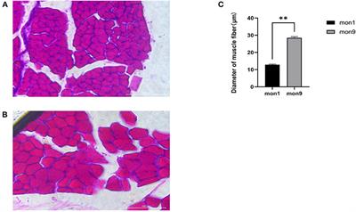 Expression Profile Analysis to Identify Circular RNA Expression Signatures in Muscle Development of Wu'an Goat Longissimus Dorsi Tissues